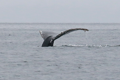 Canadareis Hans & Gina Mom - Whale watching by zodiac